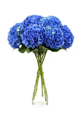 Bouquet of 7 blue hydrangeas