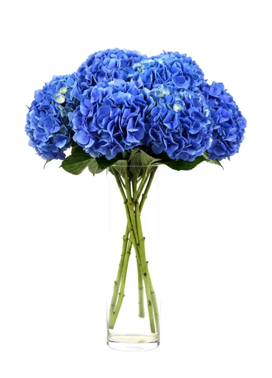 Bouquet of 7 blue hydrangeas