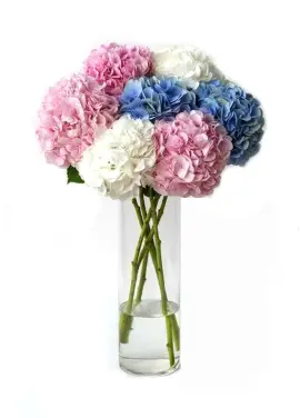 Bouquet of 7 hydrangeas mix
