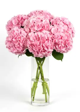 Bouquet of 7 pink hydrangeas