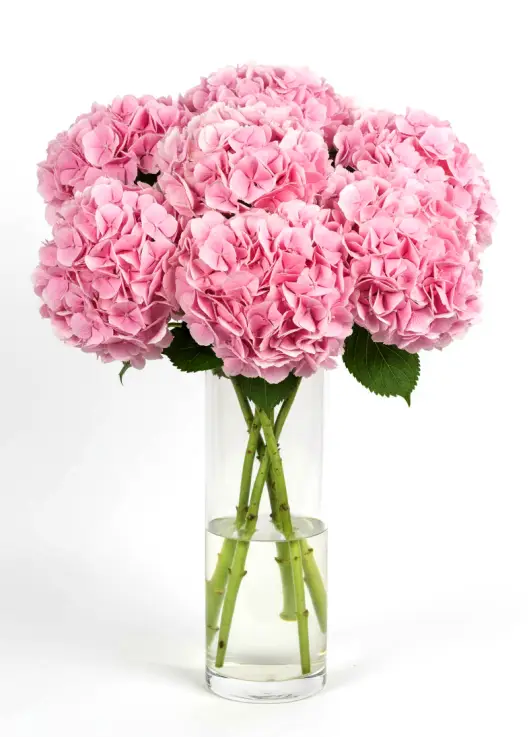 Bouquet of 7 pink hydrangeas