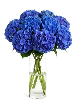 Bouquet of 9 blue hydrangeas