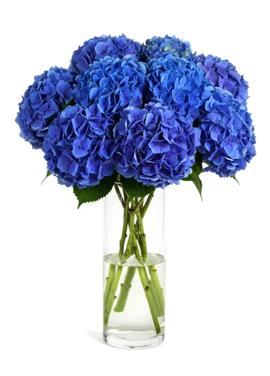 Bouquet of 9 blue hydrangeas