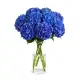 Bouquet of 9 blue hydrangeas