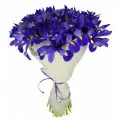 Irises