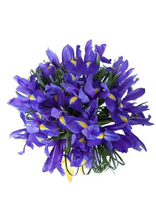 Iris bouquet Iris bouquet