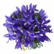 Iris bouquet Iris bouquet