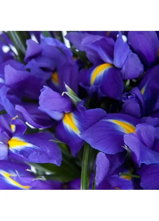 Iris bouquet Iris bouquet