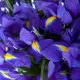 Iris bouquet Iris bouquet