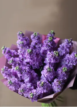 Bouquet of purple mattiolla