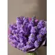 Bouquet of purple mattiolla Bouquet of purple mattiolla