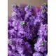 Bouquet of purple mattiolla Bouquet of purple mattiolla