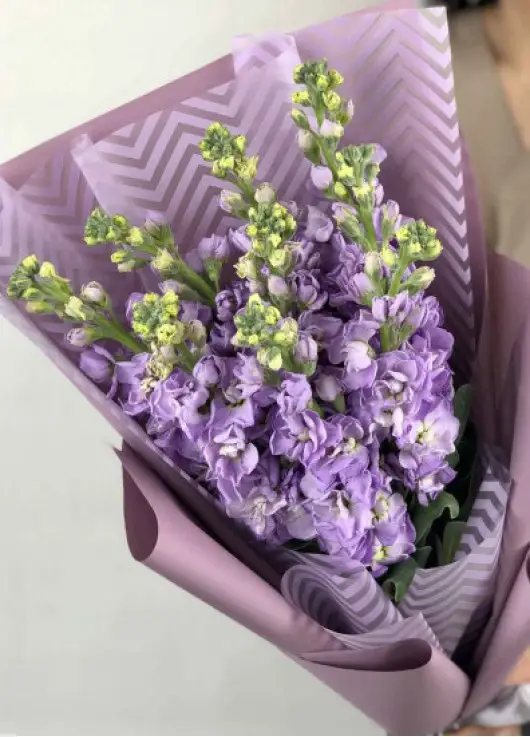 Bouquet of purple mattiolla Bouquet of purple mattiolla