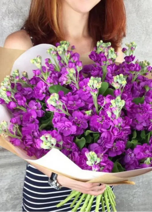 Bouquet of purple mattiolla Bouquet of purple mattiolla