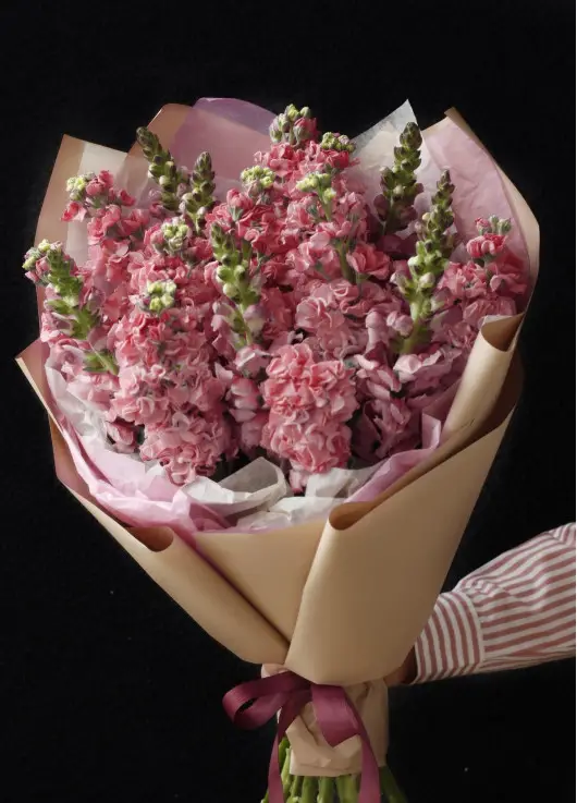 Bouquet of pink mattiolla