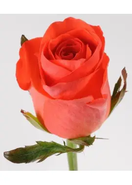 Coral rose variety or Red Wow Wow