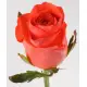 Coral rose variety or Red Wow Wow