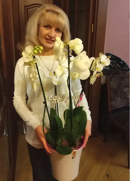 Orchid in a pot