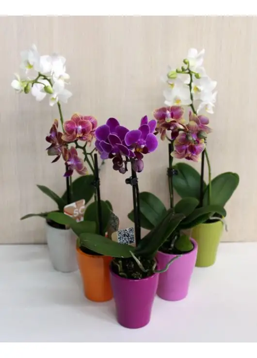 Orchid in a pot