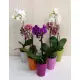 Orchid in a pot