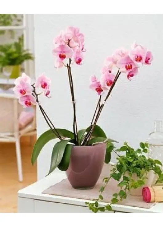 Orchid in a pot
