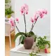 Orchid in a pot