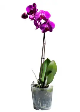 Orchid in a pot
