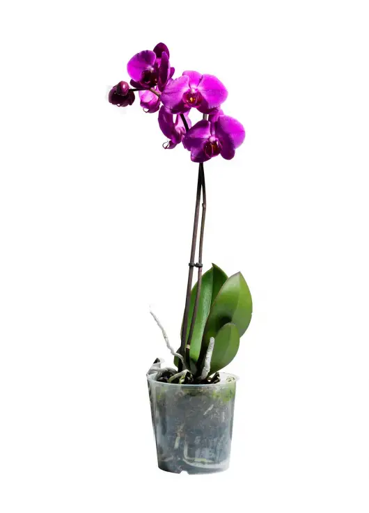 Orchid in a pot