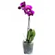 Orchid in a pot