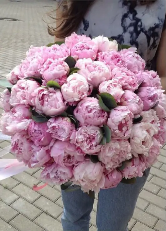 Peonies Peonies