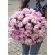 Peonies Peonies