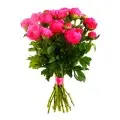 Bright peonies