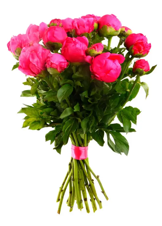 crimson Peonies Dnipro crimson Peonies Dnipro