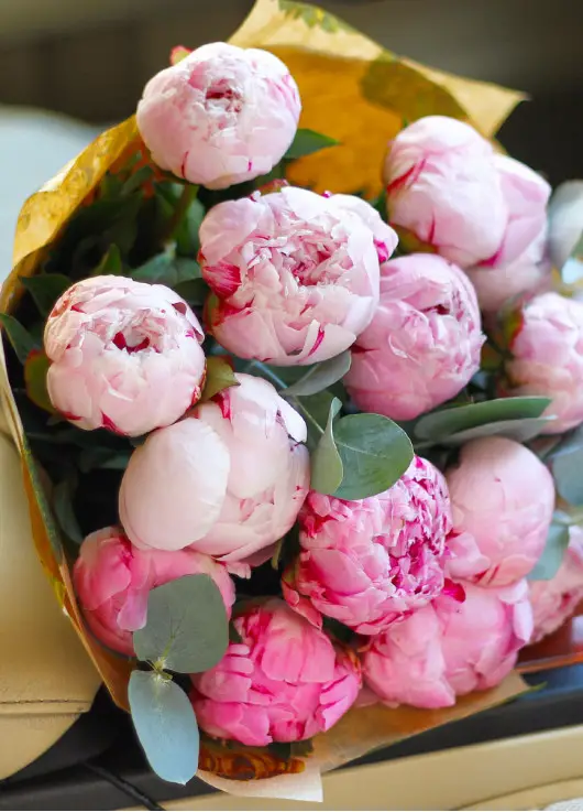 Peonies Peonies