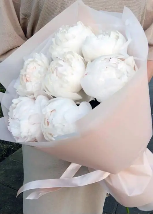 White Peonies Dnipro White Peonies Dnipro