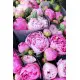Pink Peonies Dnipro