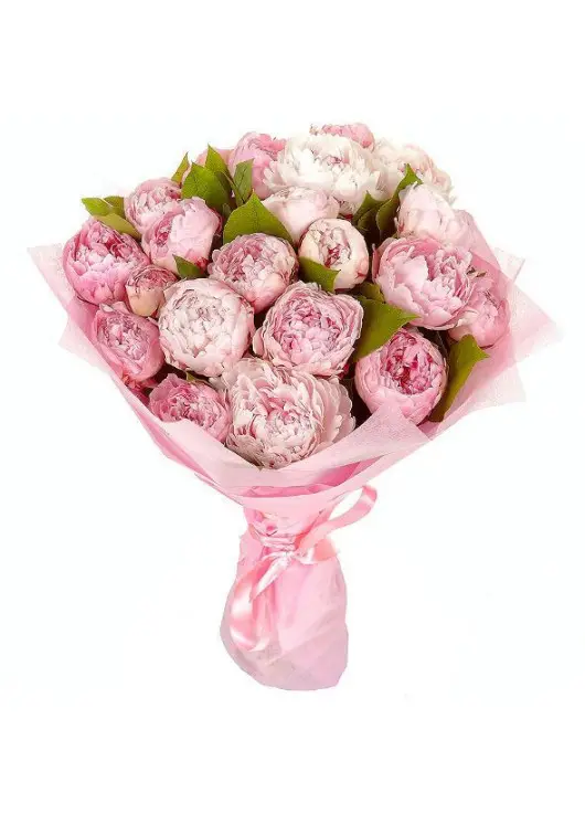 Peonies Peonies