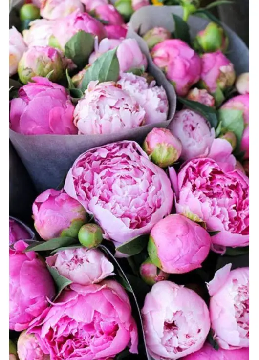 Peonies Peonies