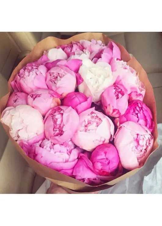 Peonies Peonies
