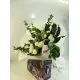 White Peonies Dnipro White Peonies Dnipro