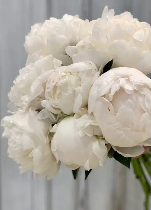 White Peonies Dnipro White Peonies Dnipro