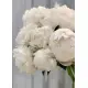 White Peonies Dnipro White Peonies Dnipro