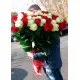 51 Holland roses