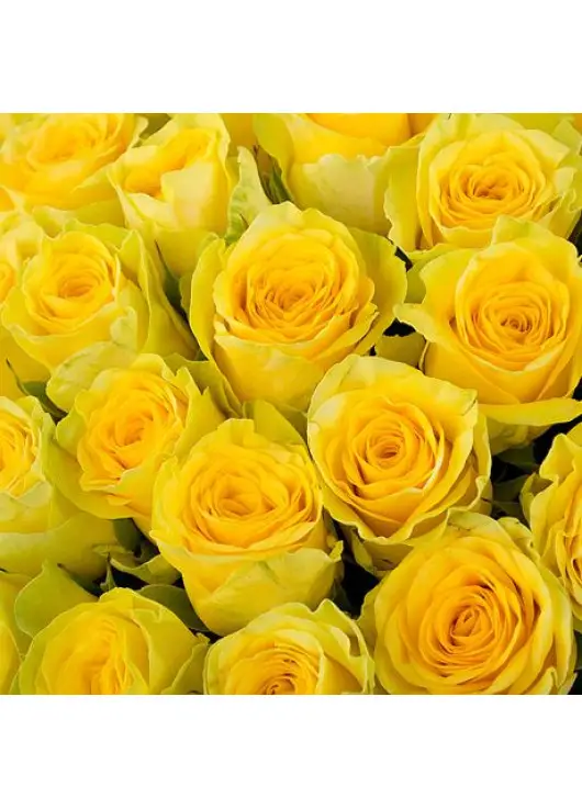101 yellow roses