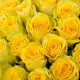 101 yellow roses