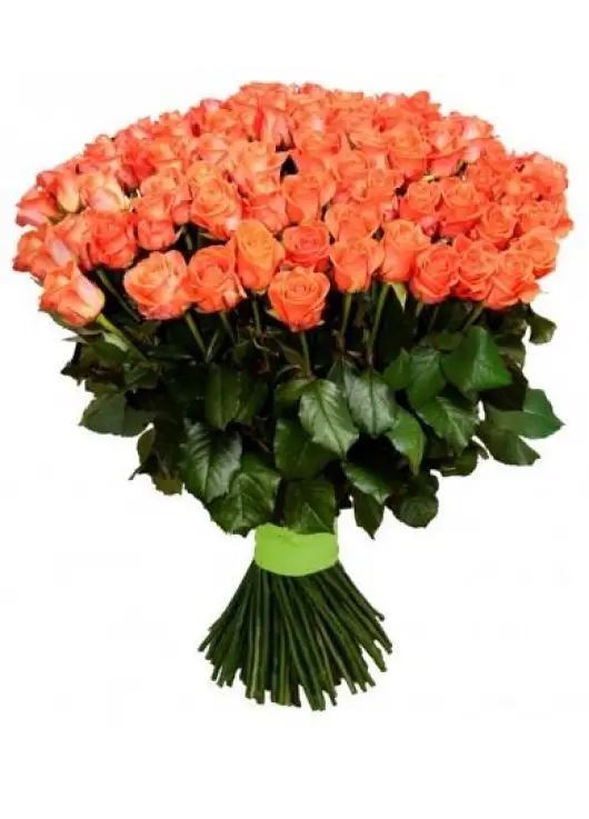 Apricot 