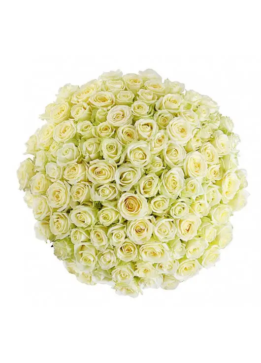 101 white rose "Classic" 101 white rose "Classic"