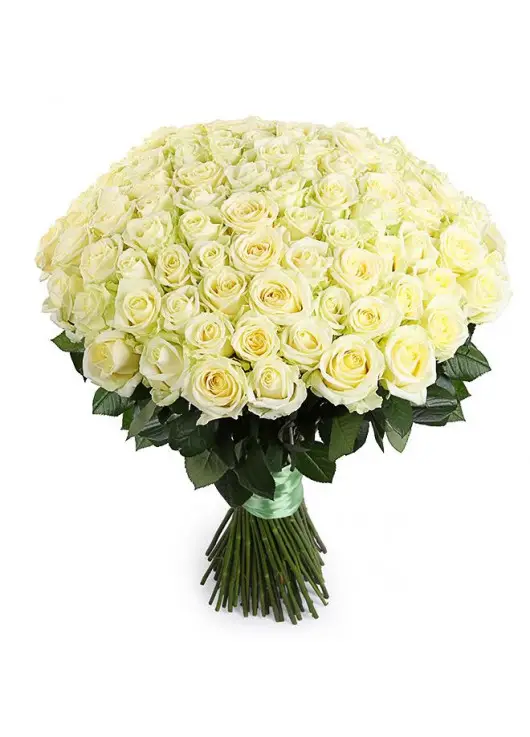 101 white rose "Classic" 101 white rose "Classic"
