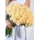 101 cream roses 101 cream roses