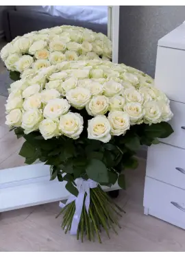 101 white rose "Classic"